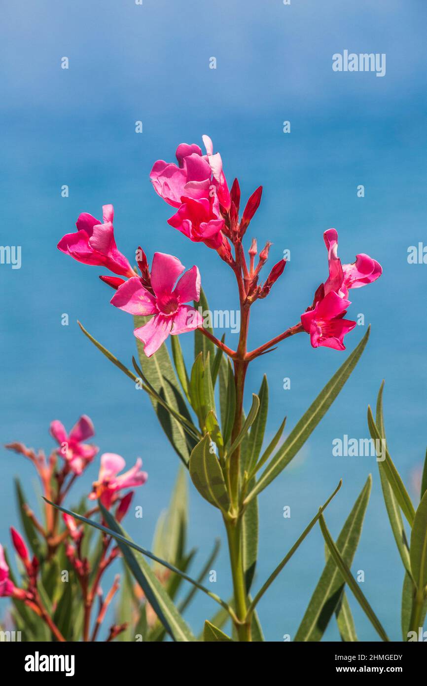 Nerium oleander flowers on a blue sky background. Stock Photo