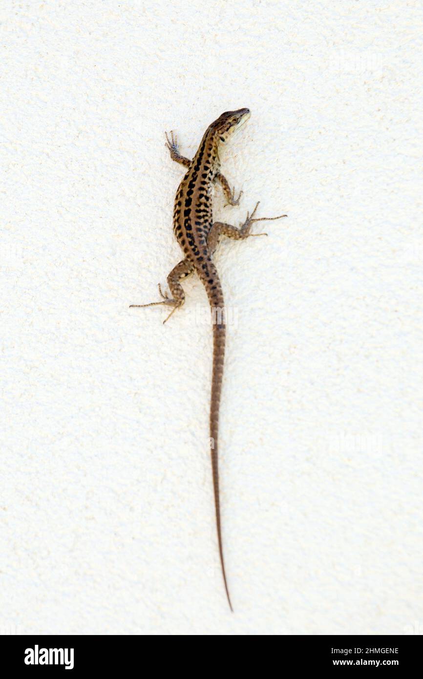 A lizard climbing the wall Stock Photo Alamy