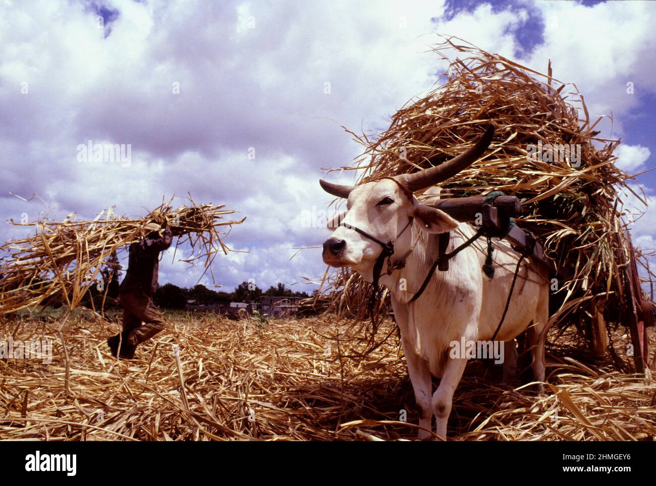 mauritius island sugar cane plantation Stock Photo