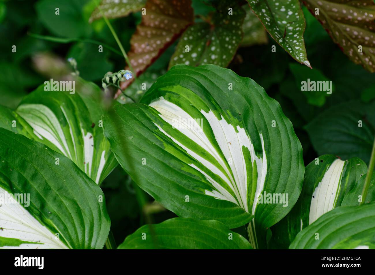 Hostas are a popular garden plant, a begonia is in the background and a little forget-me-not blue flower has snuck in. Stock Photo