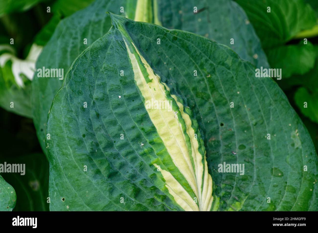 A hosta leaf has some rain spots on it, yellow merges into green. Stock Photo