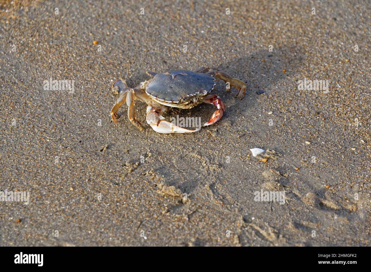 This crab is exposed on the beach, an easy meal for passing sea gulls. Stock Photo