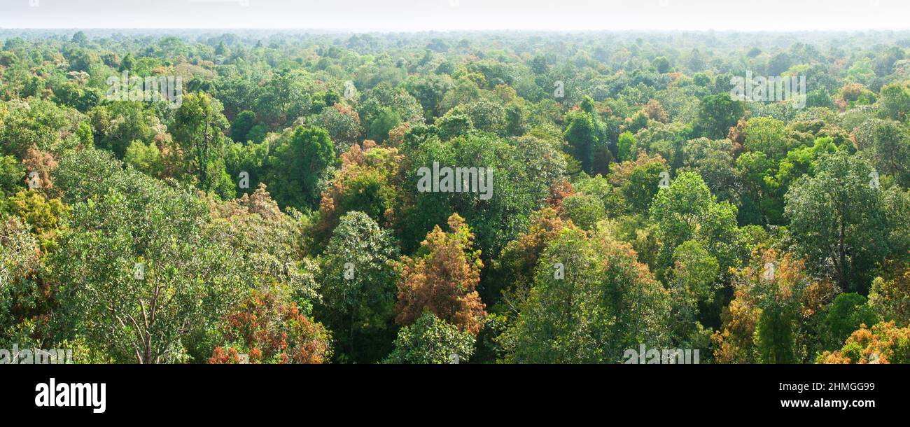 Panoramic aerial view of peat swamp forest, green canopy, or crown forest. Sirindhorn Peat Swamp Forest Nature Research. Thailand. Stock Photo