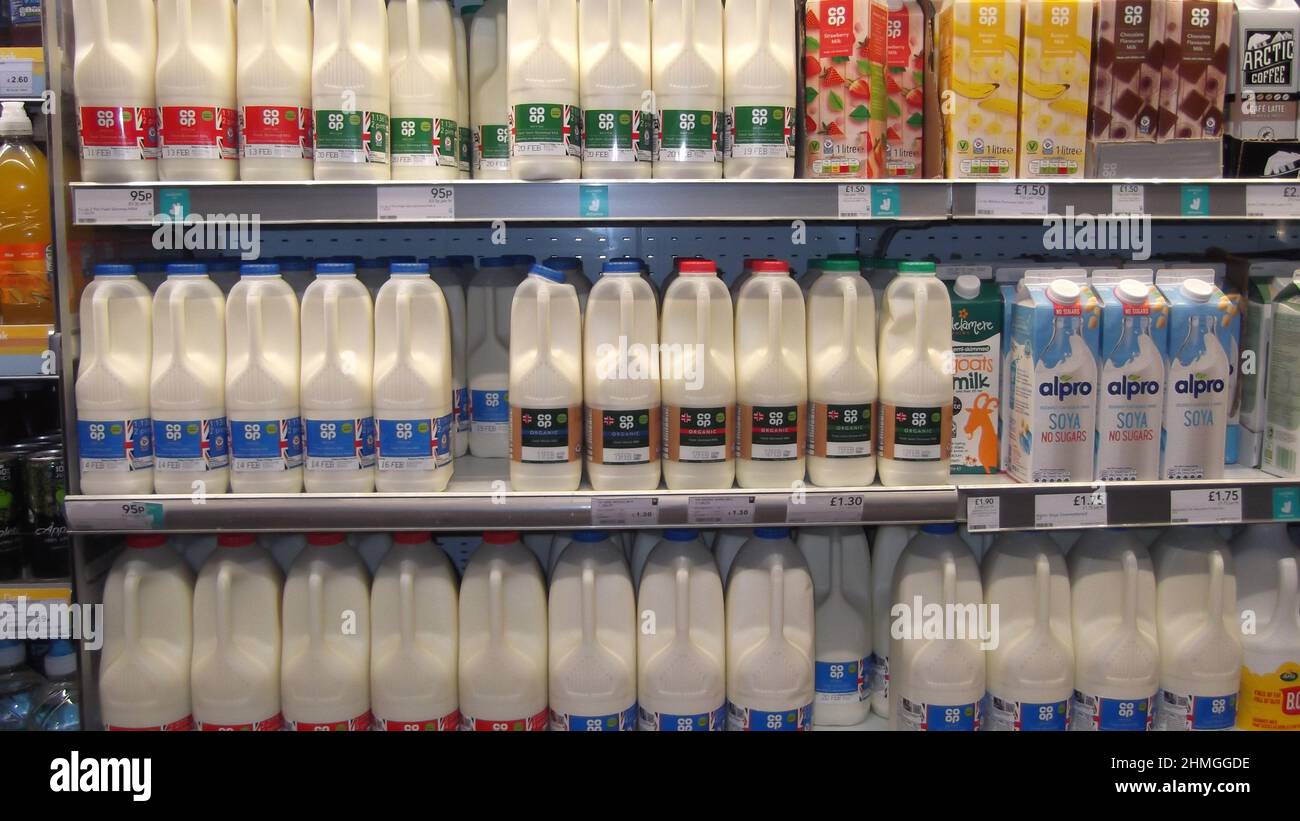 Milk on co op supermarket shelf. Cows milk and soya milk display on