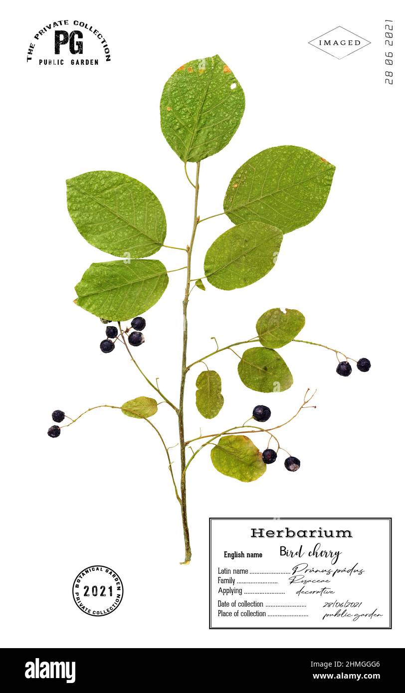 Hegg Tree Dried stylized herbarium bird cherry tree branch isolated Stock Photo ...