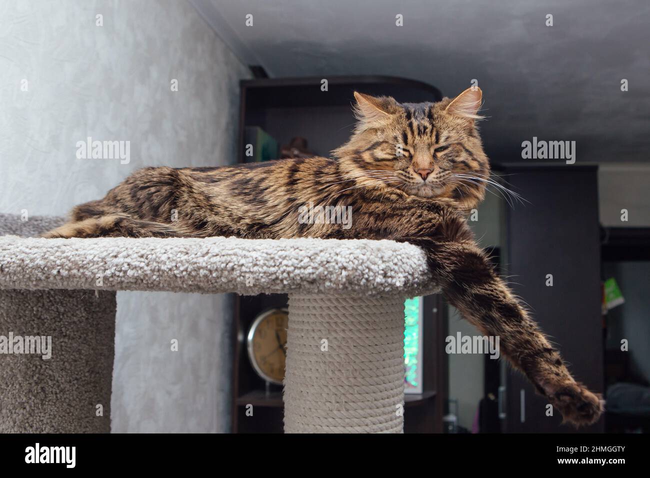 Bengals cats on Instagram Short hair Bengal and Cashmere Bengal  both  beautiful Phoho credit Wojtek Czachurski Credit siroccocashmeres    cat bengalcats