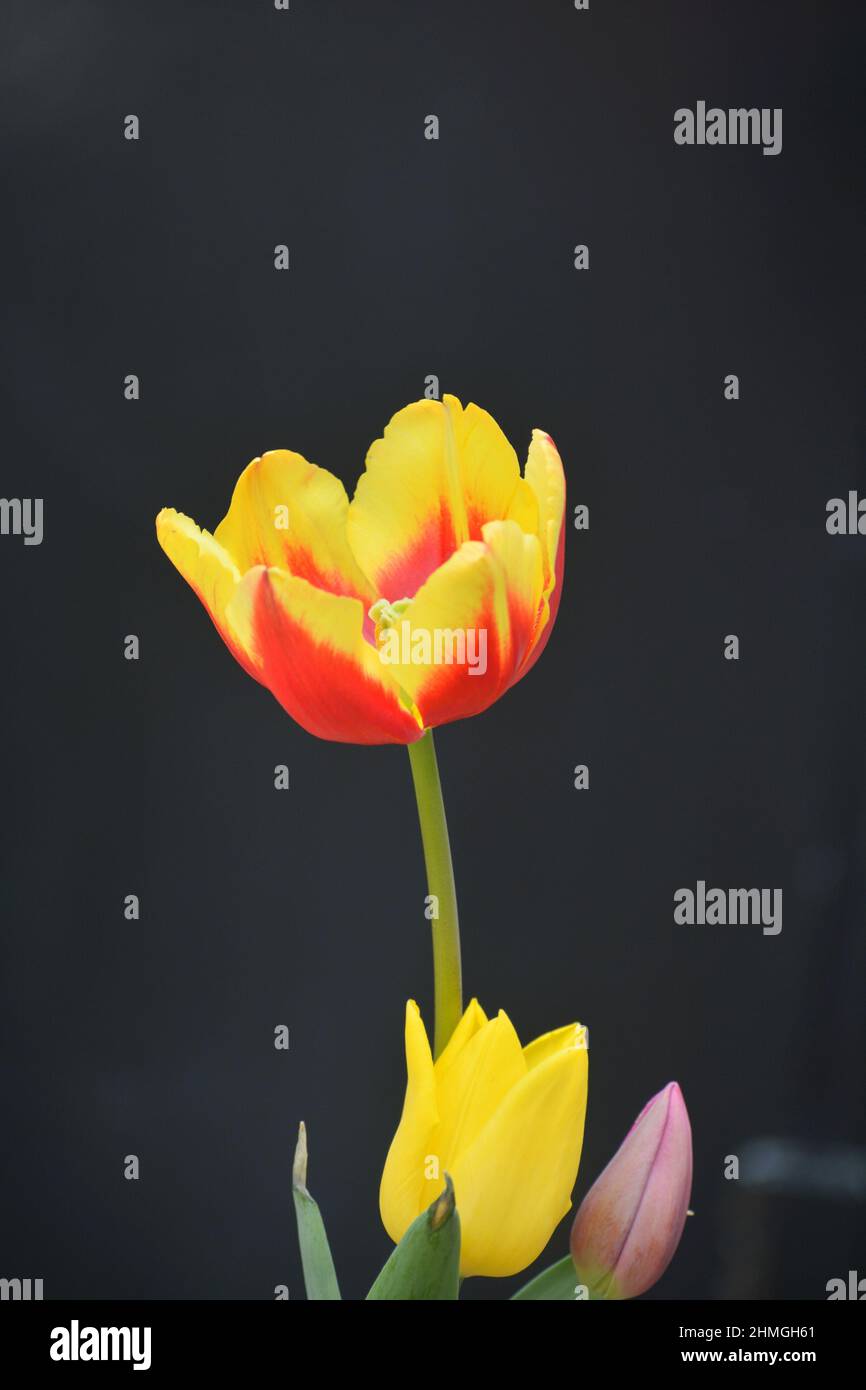 Tulip flower bloom in winter.Bulb plant Stock Photo Alamy