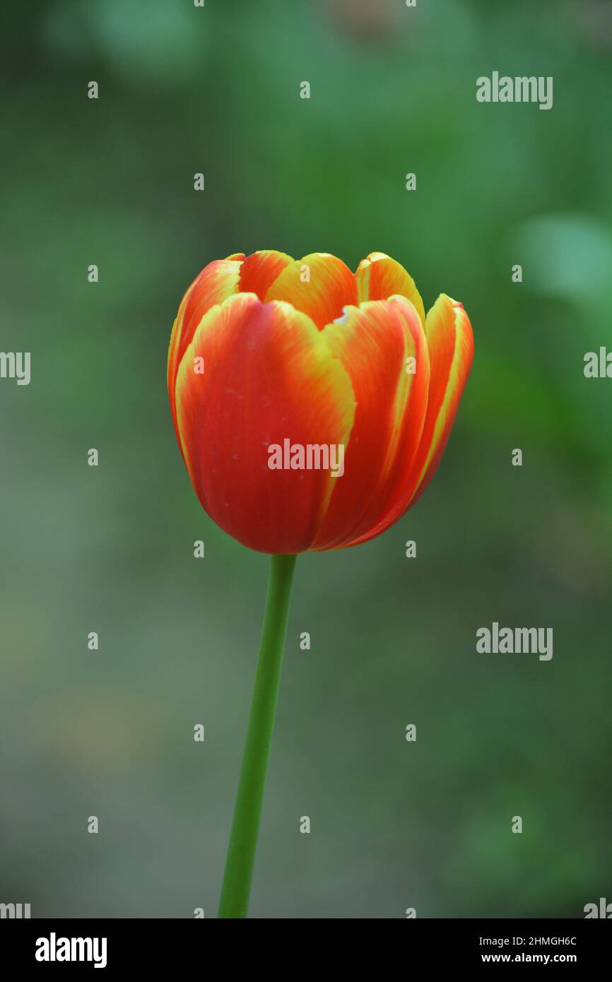 Tulip flower bloom in winter.Bulb plant Stock Photo Alamy