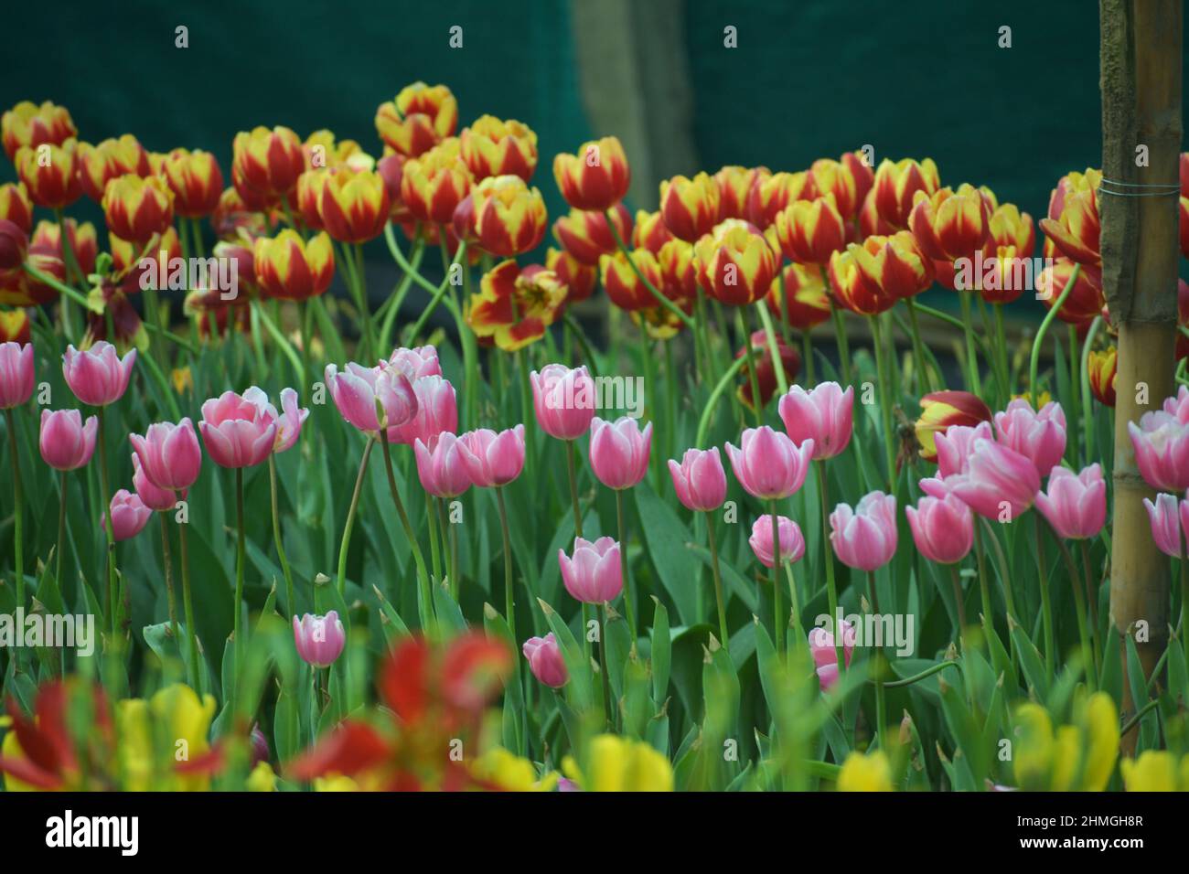 Tulip flower bloom in winter.Bulb plant Stock Photo Alamy