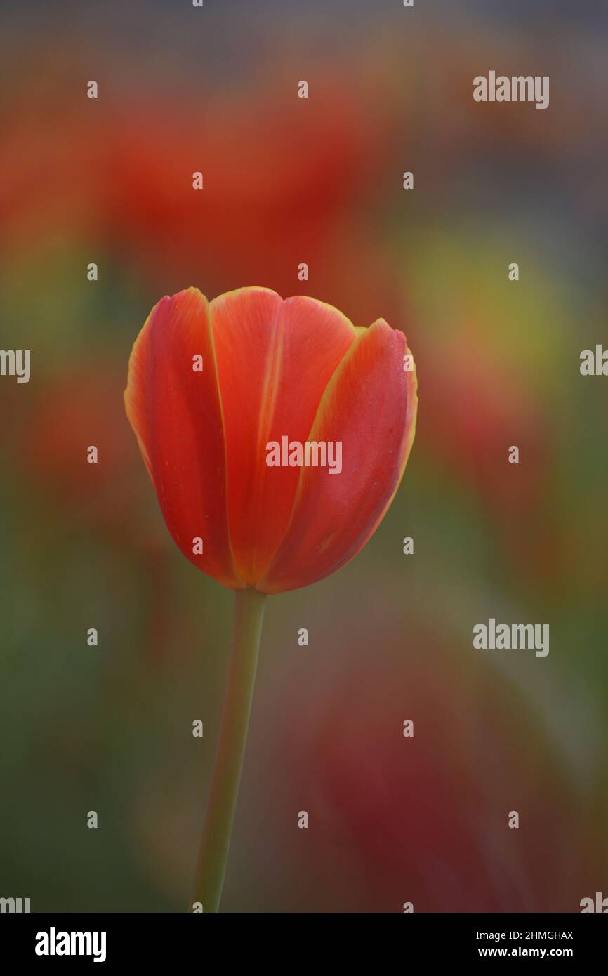 Tulip flower bloom in winter.Bulb plant Stock Photo Alamy