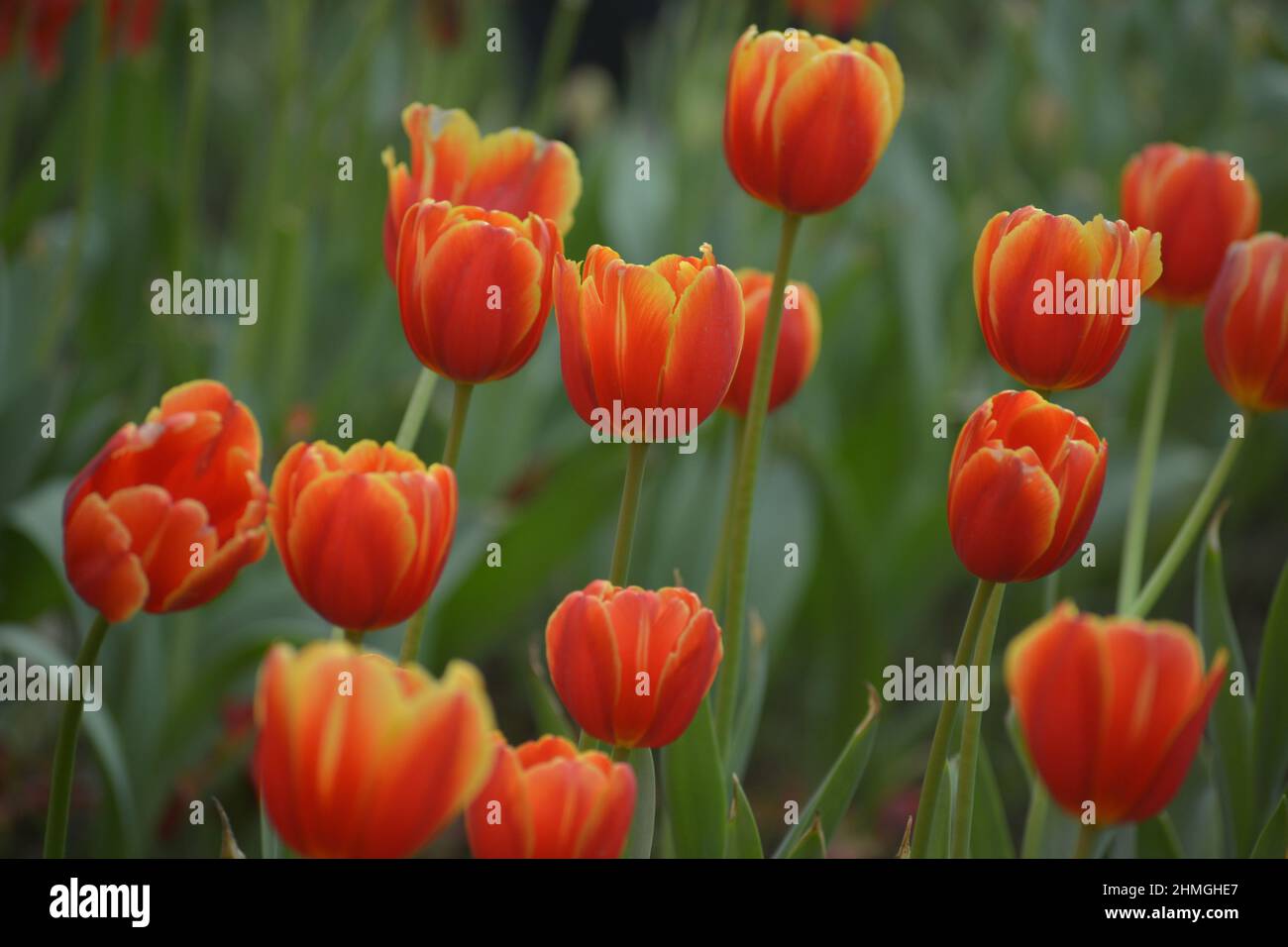 Tulip flower bloom in winter.Bulb plant Stock Photo Alamy