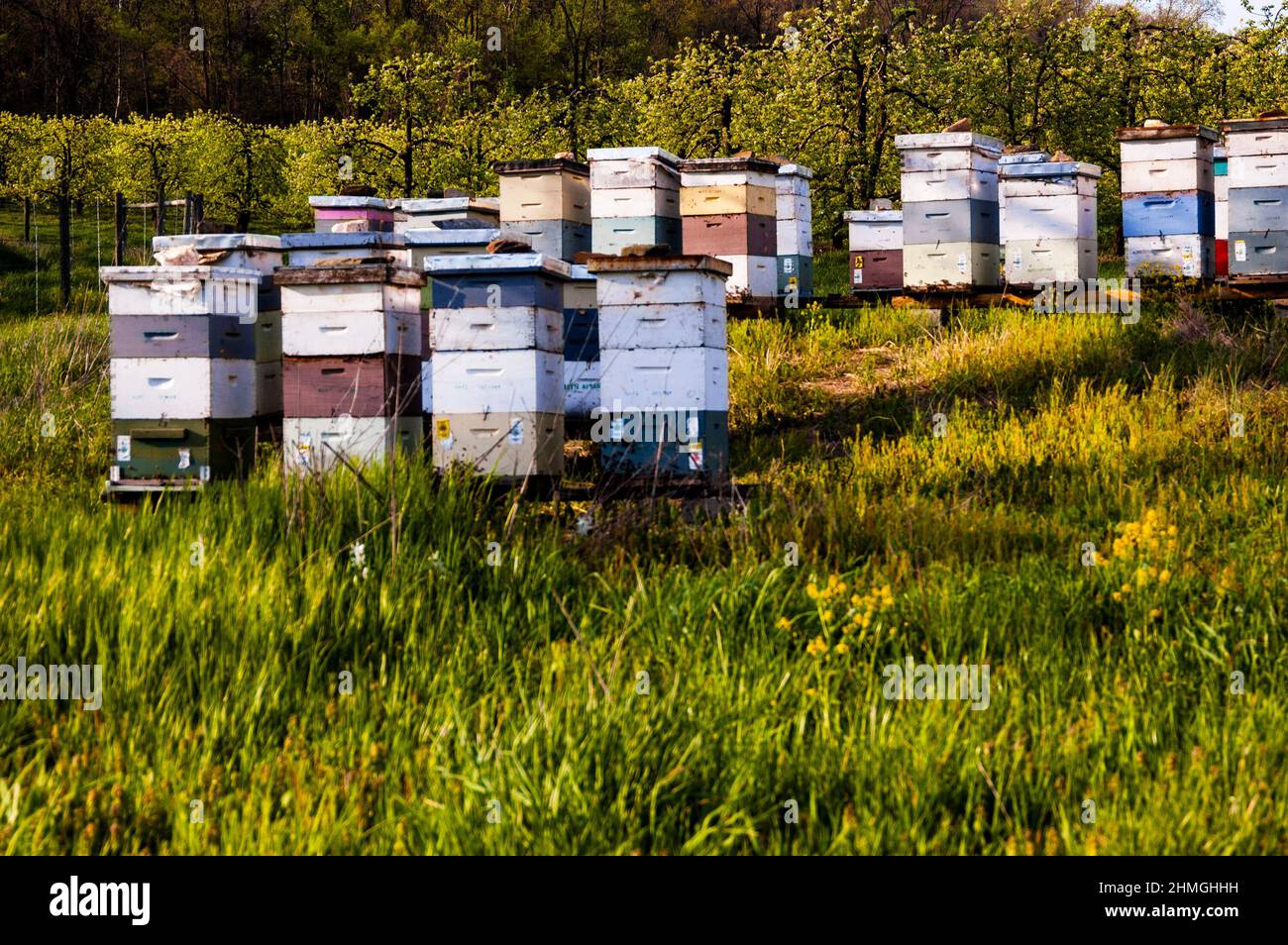 Honey bees are part of orchard management adding cross pollination, a