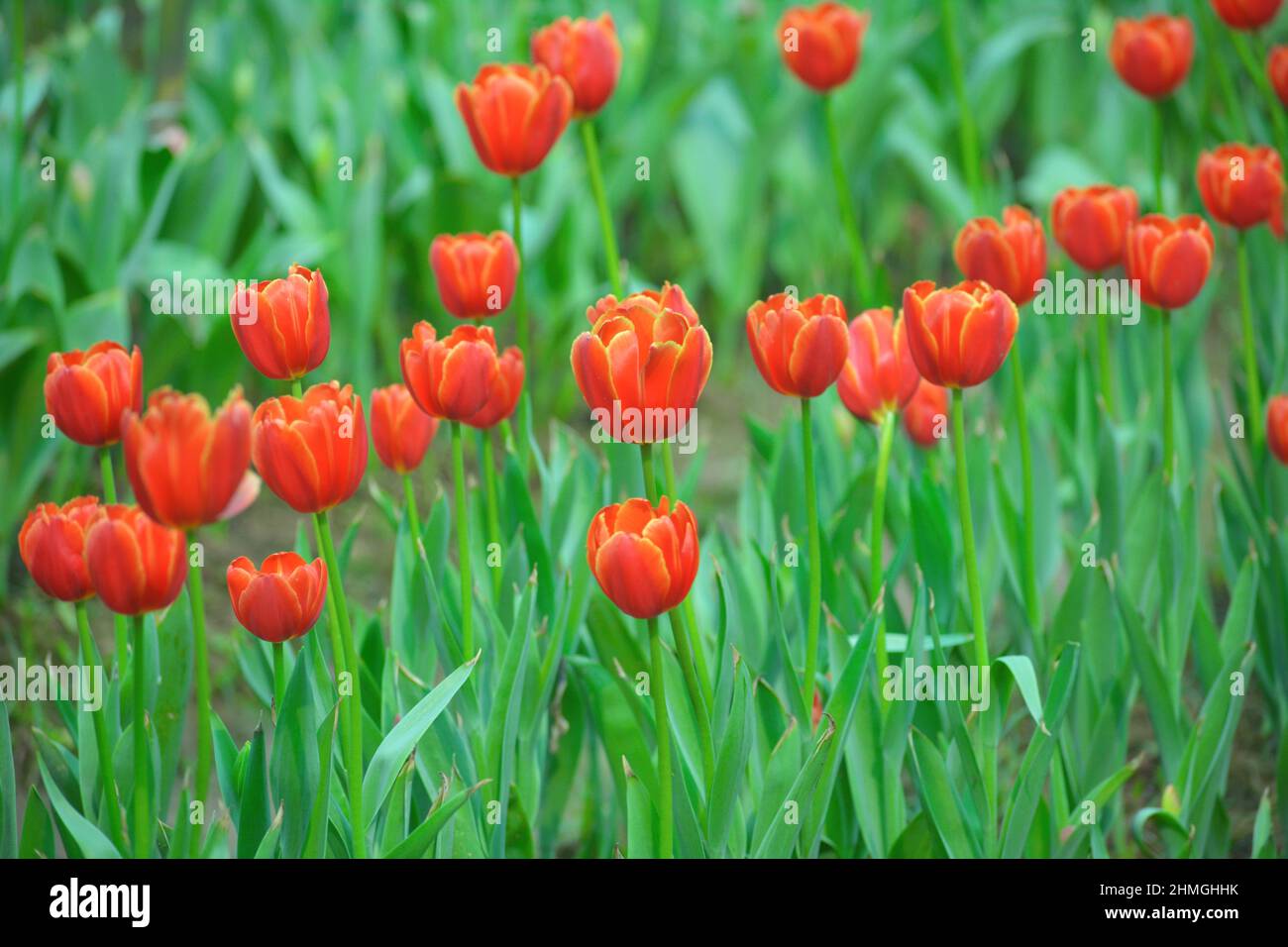 Tulip flower bloom in winter.Bulb plant Stock Photo Alamy