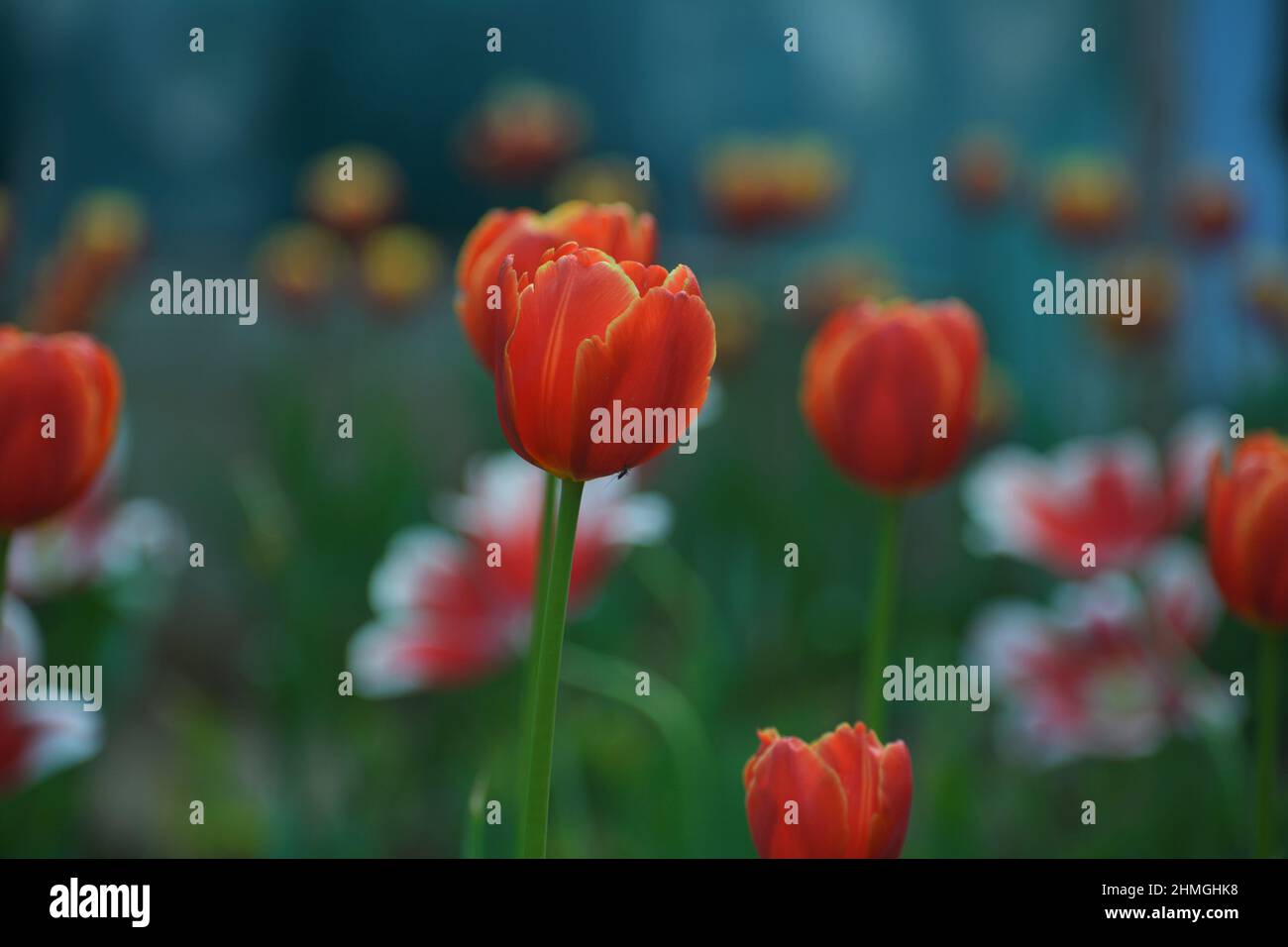 Tulip flower bloom in winter.Bulb plant Stock Photo Alamy