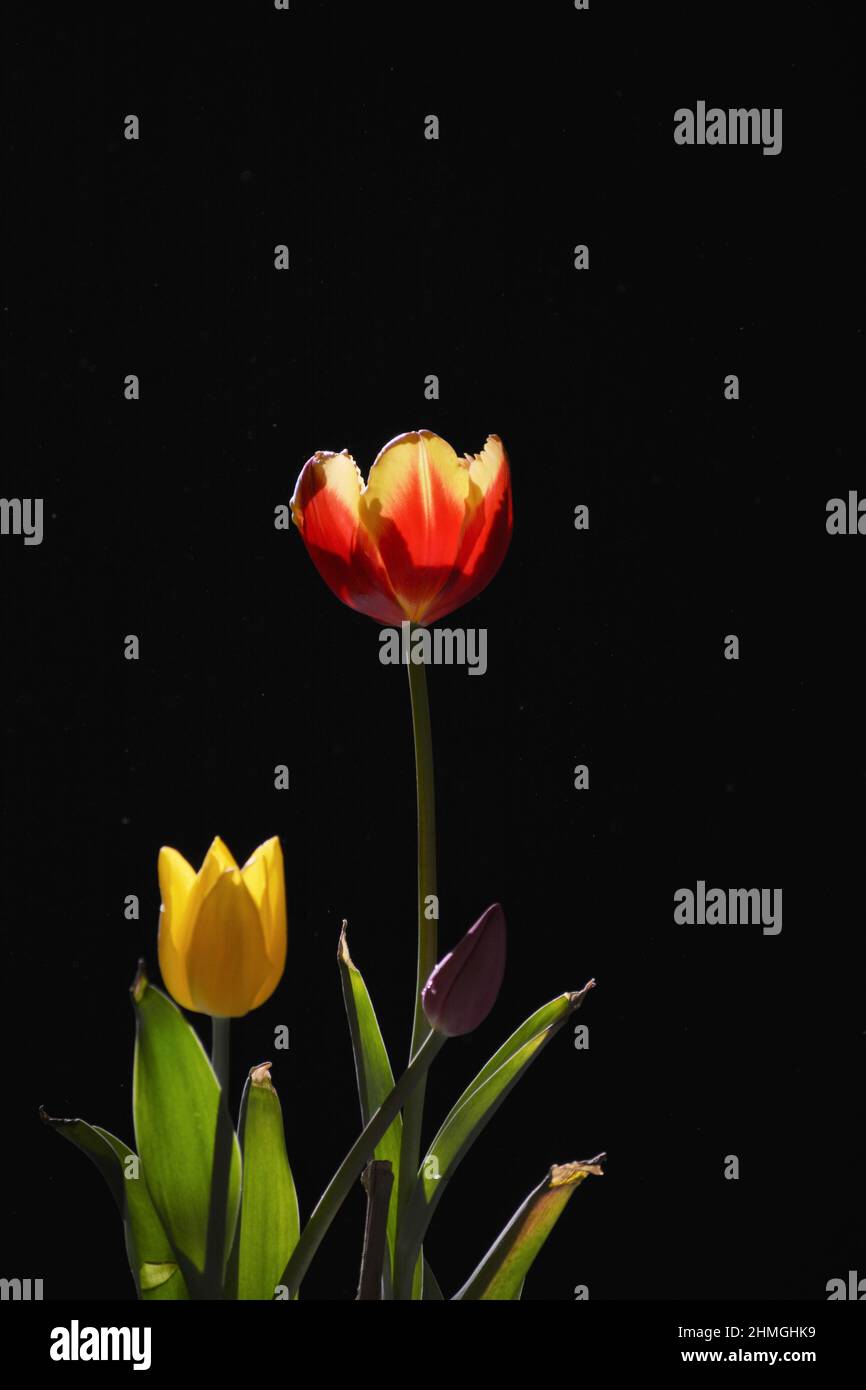 Tulip flower bloom in winter.Bulb plant Stock Photo Alamy