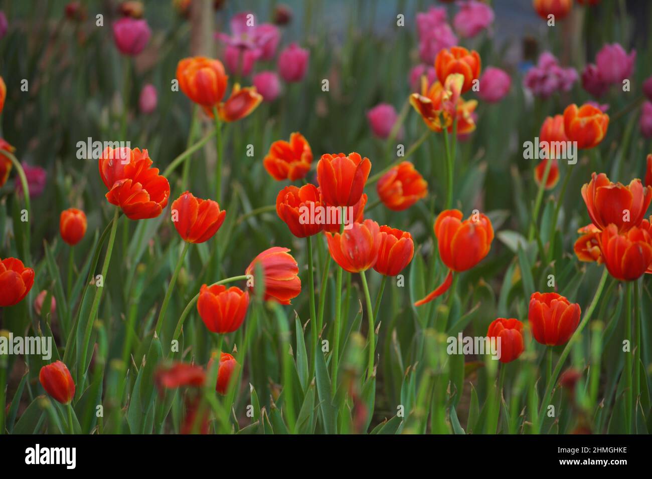 Tulip flower bloom in winter.Bulb plant Stock Photo Alamy