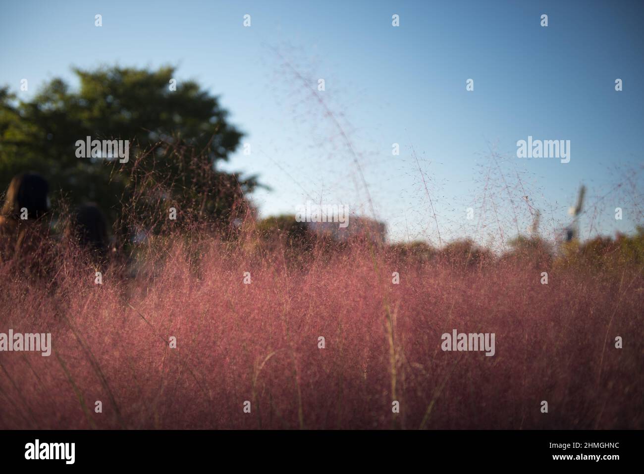 Closeup of pink muhly grass against the blue sky. Stock Photo