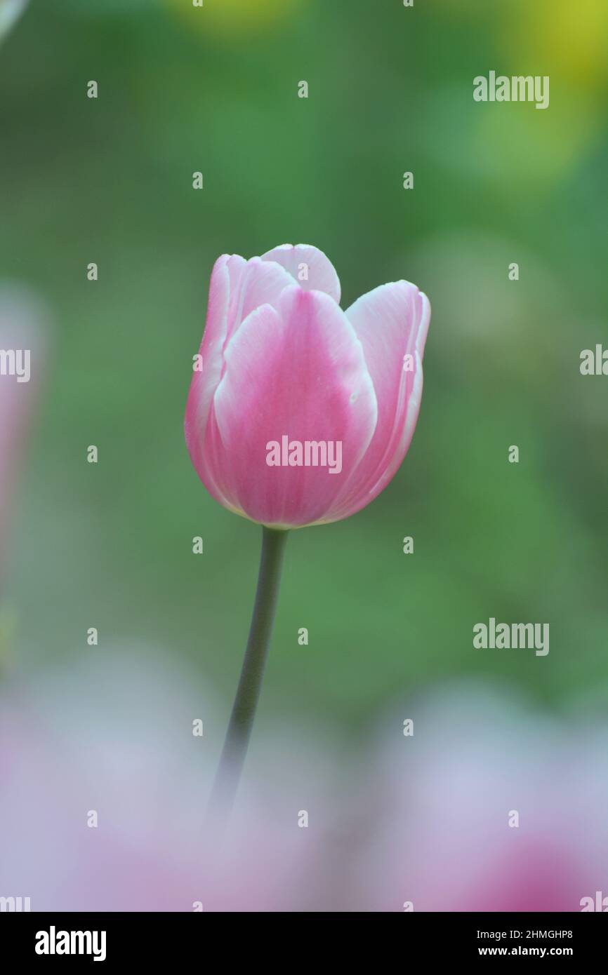 Tulip flower bloom in winter.Bulb plant Stock Photo Alamy