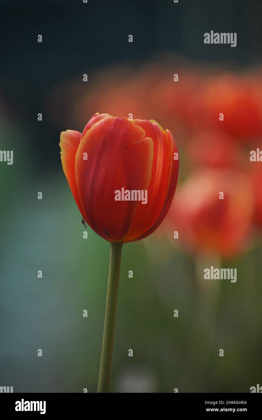 Tulip flower bloom in winter.Bulb plant Stock Photo Alamy