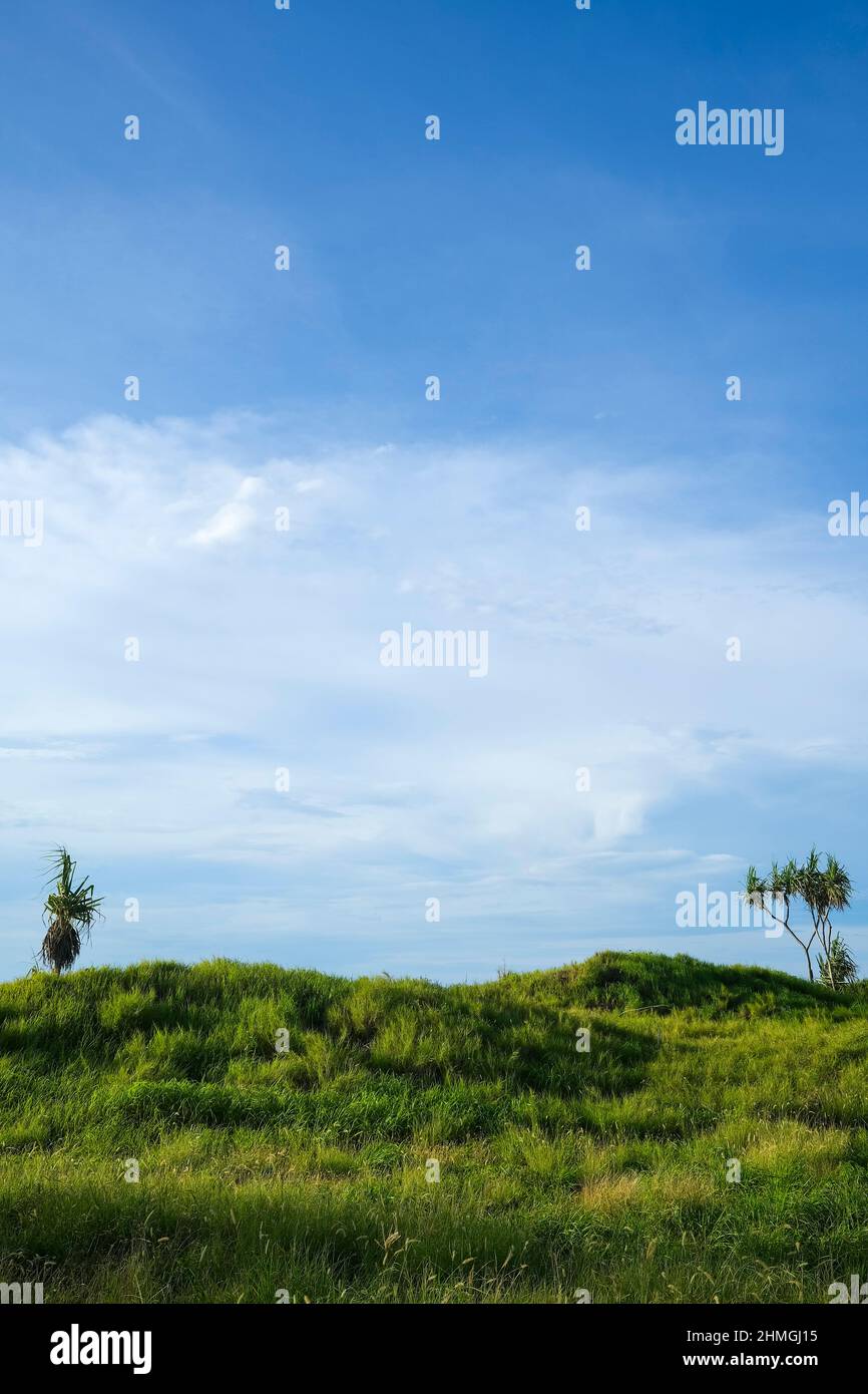 Grassy hill with pandanus trees against sky near Darwin in Australia Stock Photo