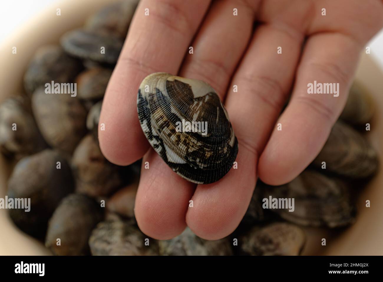 short neck clam on a white background Stock Photo