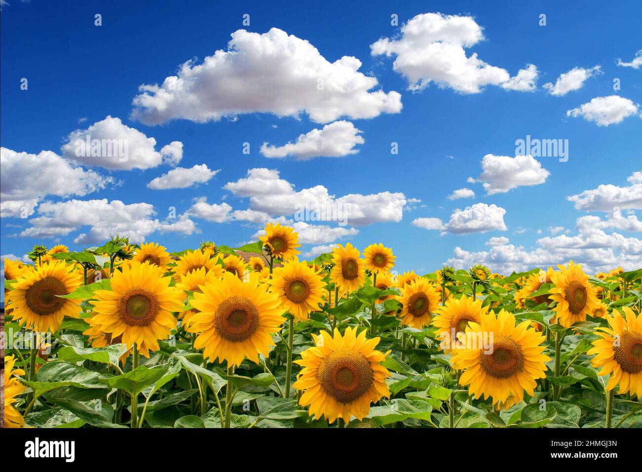 Field of Sunflowers with Blue Sky copy space Stock Photo - Alamy