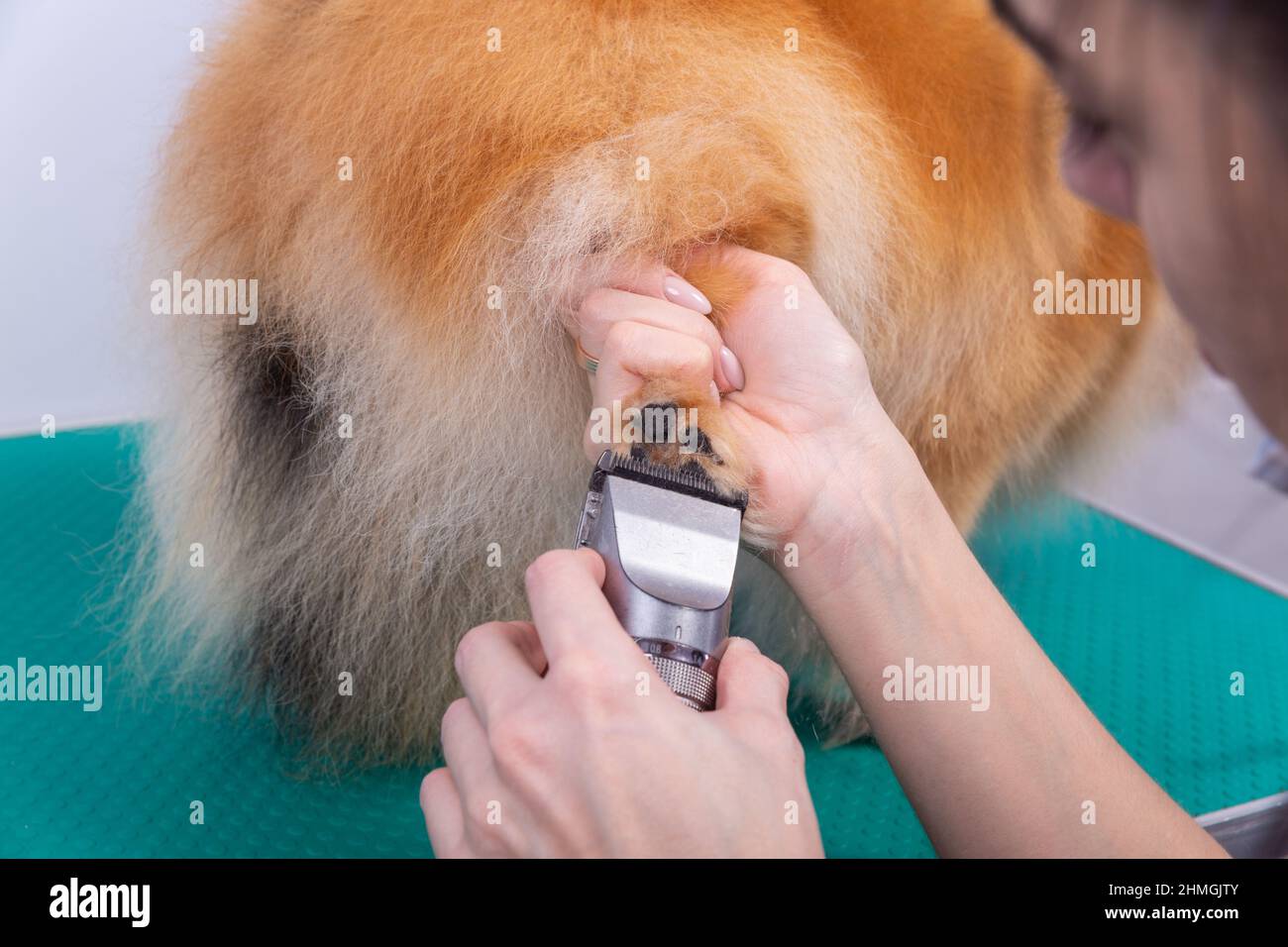 Female groomer haircut Pomeranian dog with red hair in the beauty salon
