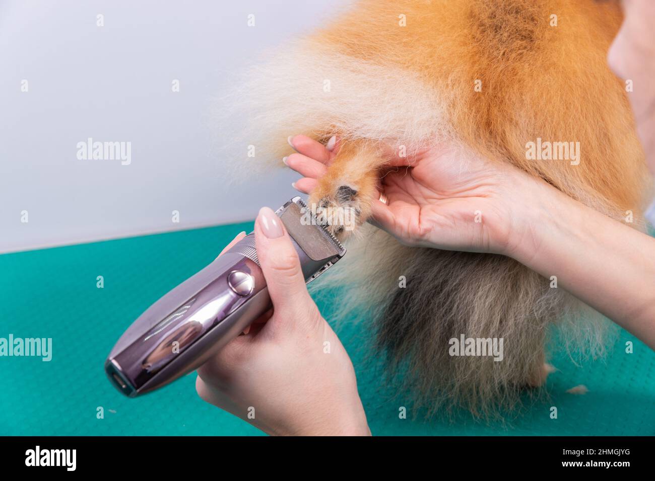Female groomer haircut Pomeranian dog with red hair in the beauty salon