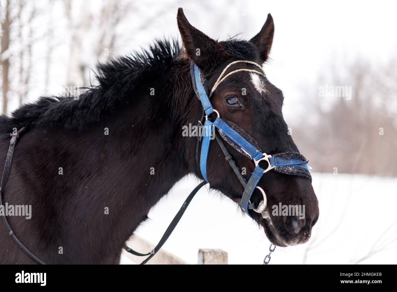Head of black saddled riding horse on leash at stall in winter season Stock Photo