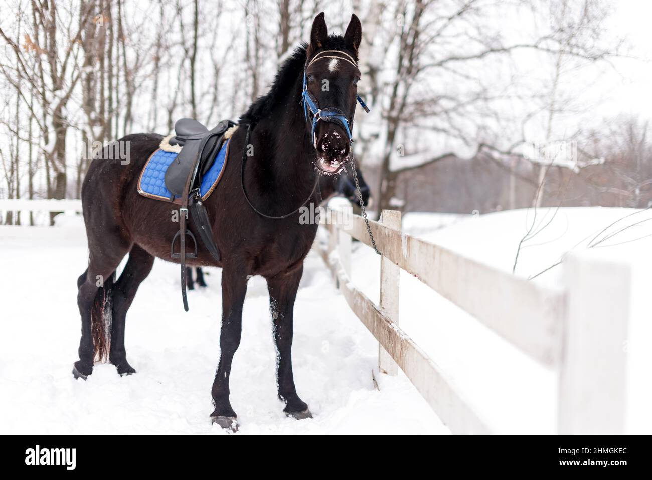 Black saddled riding horse on leash at stall in winter season Stock Photo