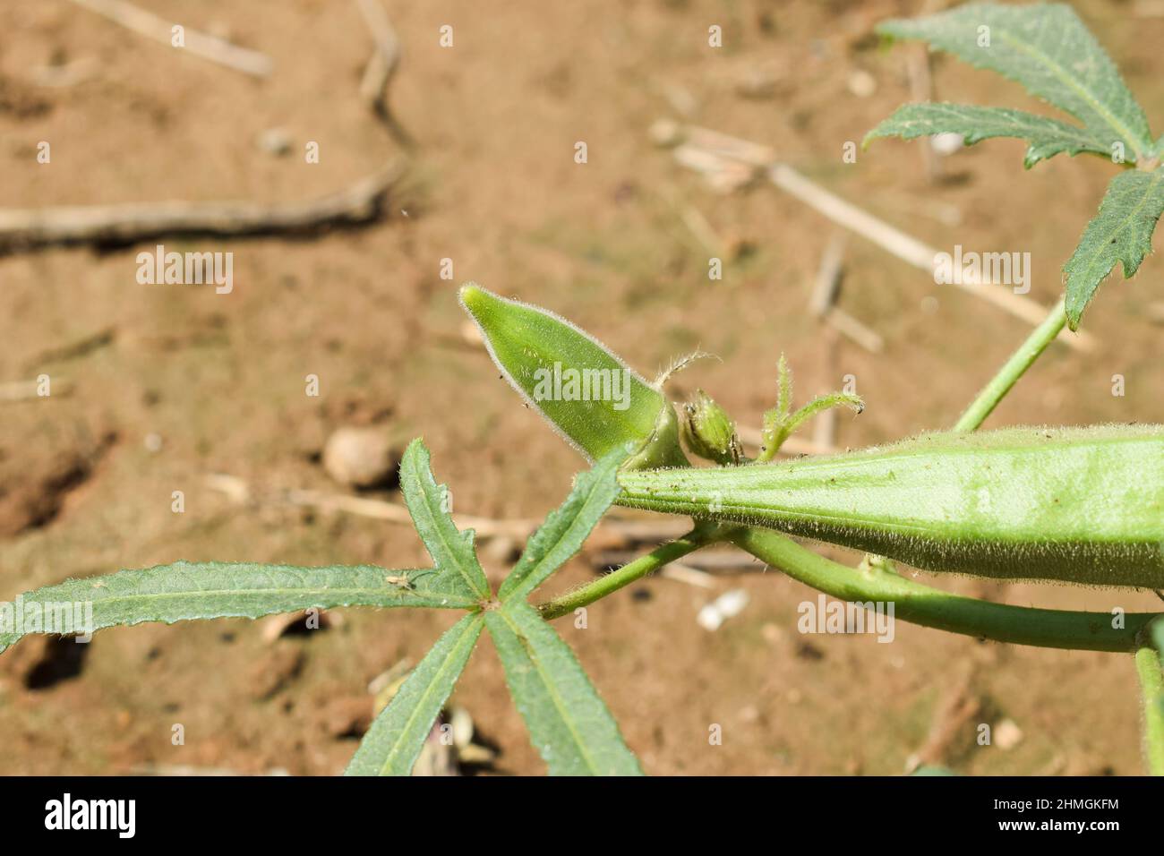 Okra plant also known as Ladyfinger crops or bhindi plants on ground