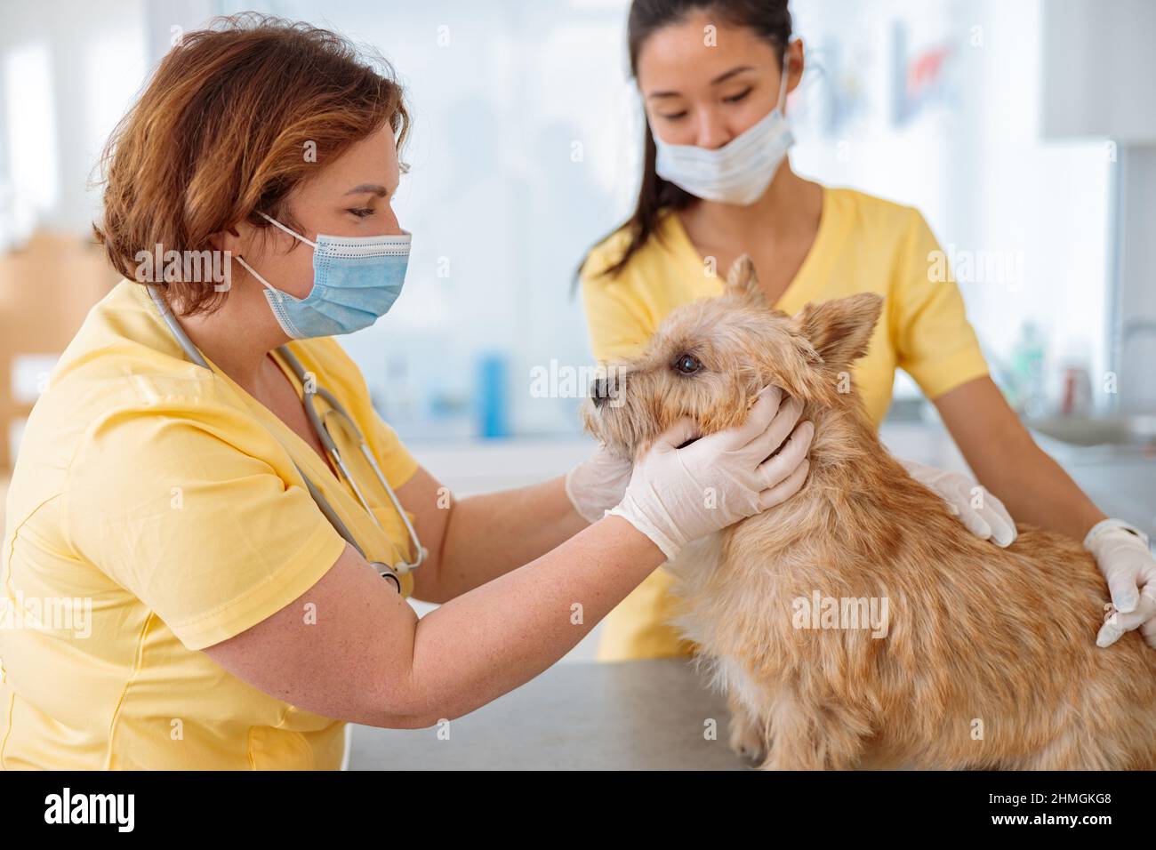 Dog visiting vet for regular check up in clinic Stock Photo