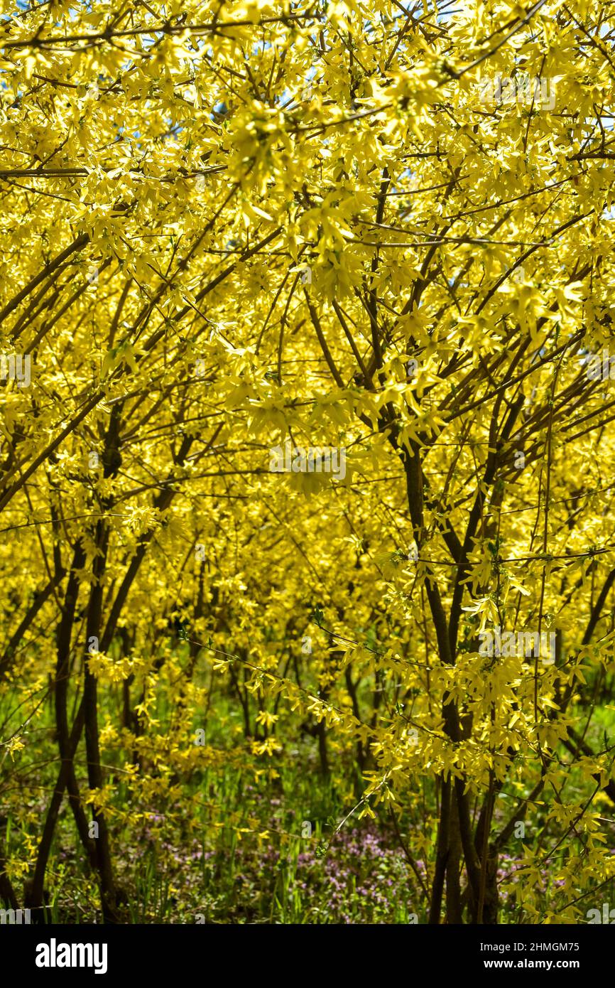 Thickets of Bright yellow flowering of Forsythia - shrub from family of Olives (Oleaceae). Most forsythia species originate from China. Selective focu Stock Photo