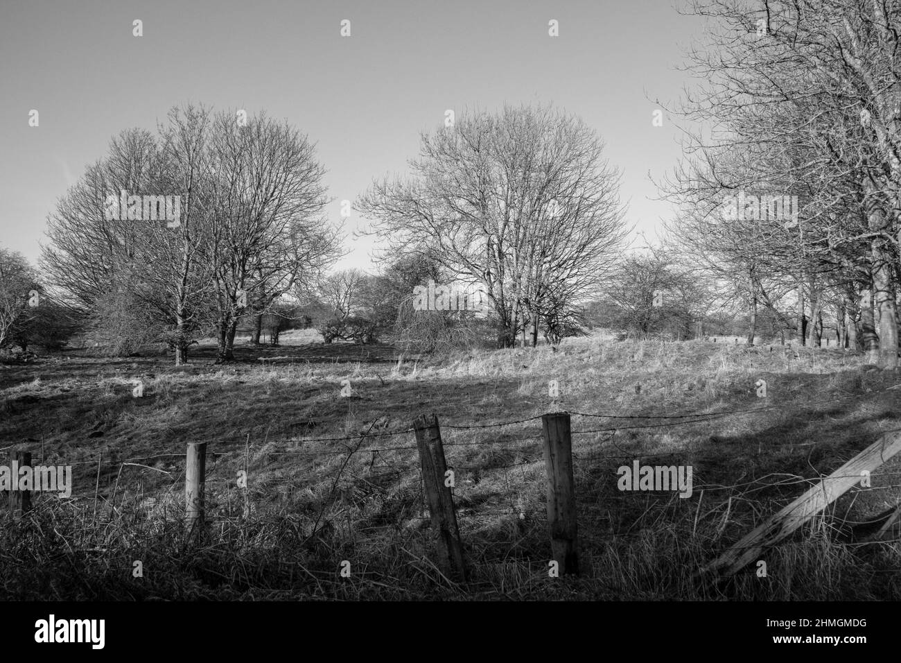 Winter landscape white trees Black and White Stock Photos & Images - Alamy