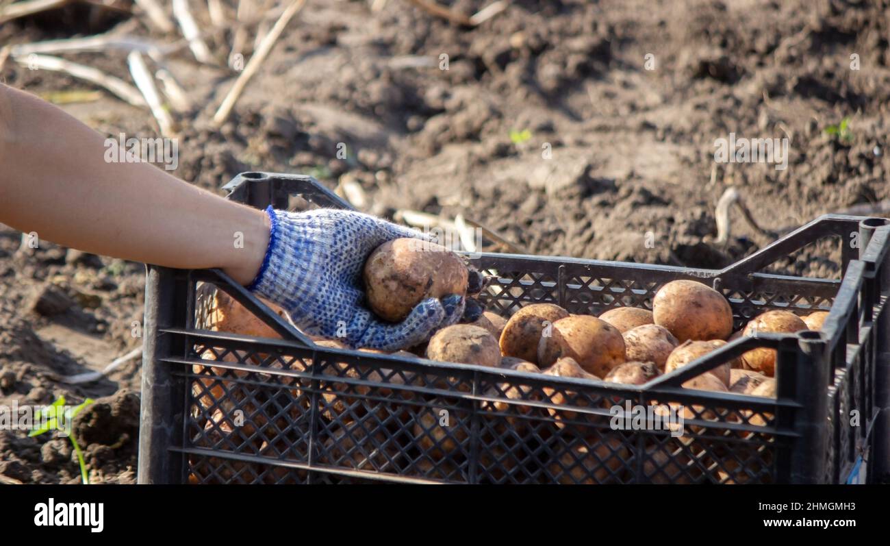 Freshly harvested organic potato crop. Farmer in the garden. selective focus Stock Photo