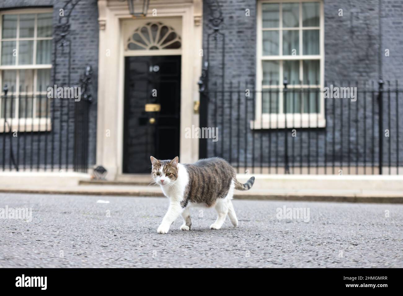 larry-the-cat-in-downing-street-london-picture-date-thursday