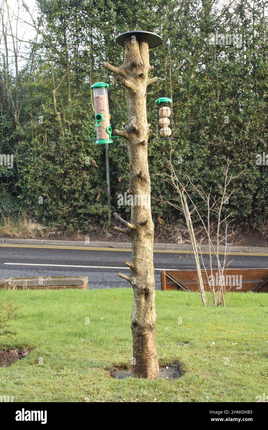 DIY bird feeder stand, repurposing cut down tree and attracting wildlife to your garden concept Stock Photo