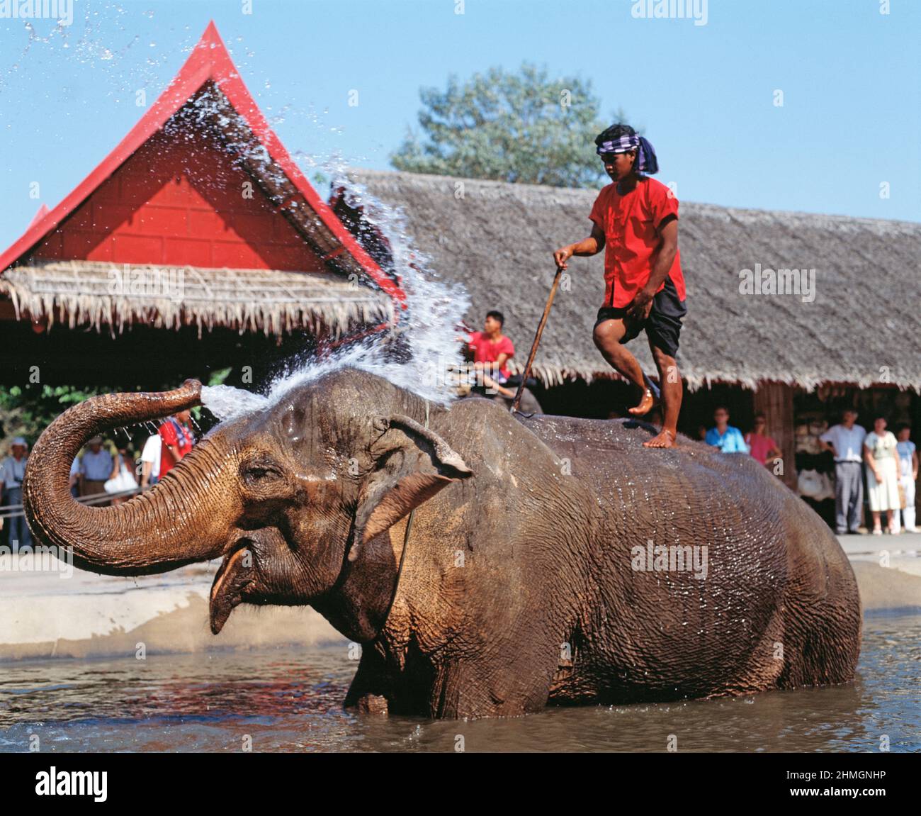 Thailand. Bangkok. Rose Garden. Elephant show. Close up with trainer on its back. Stock Photo