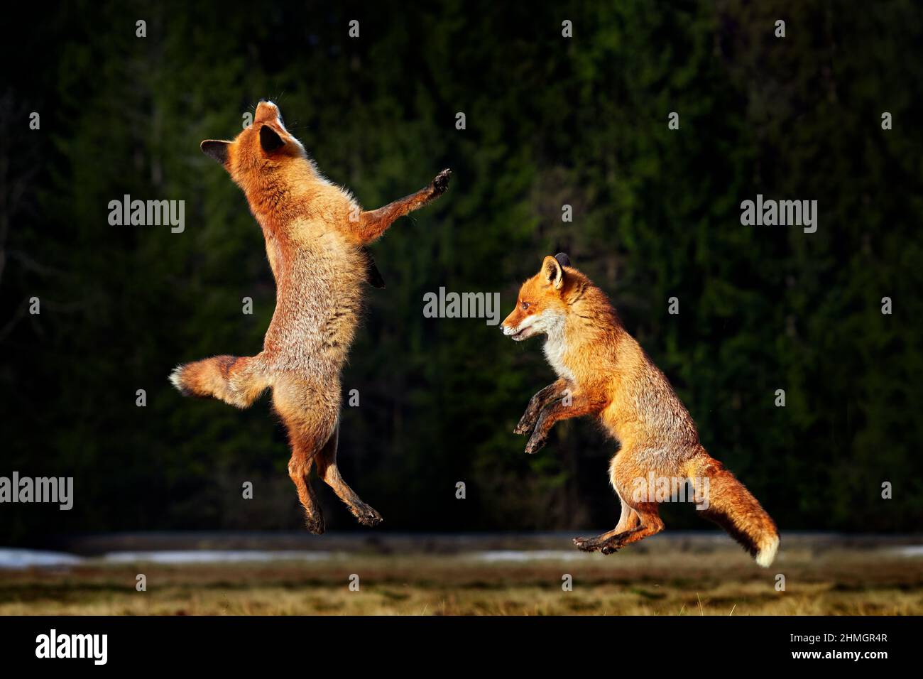 Red Fox fight jump, Vulpes vulpes, beautiful animal on grassy meadow, in  the nature habitat near the forest, evening sun with nice light, Germany.  Fox Stock Photo - Alamy