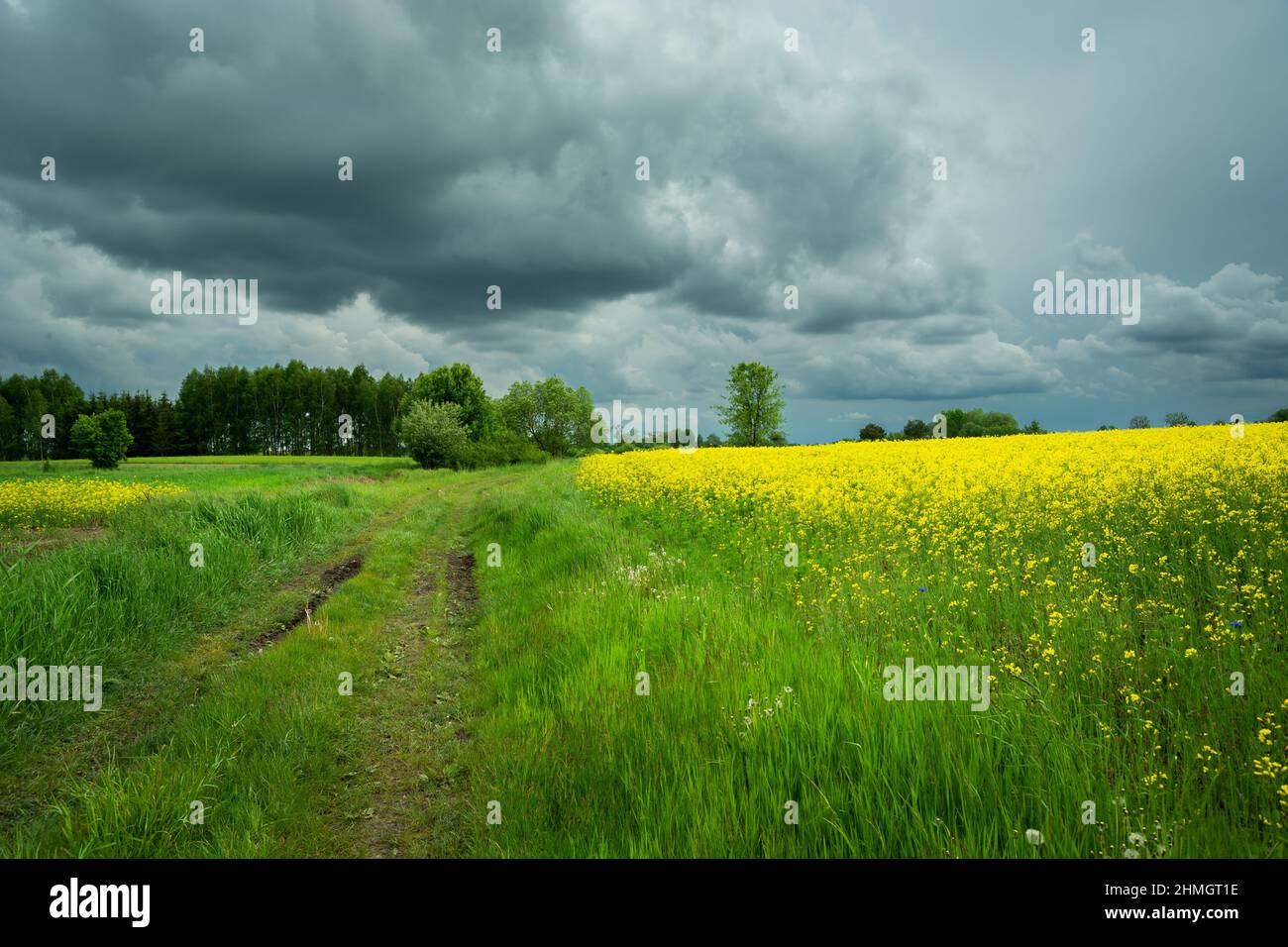 Country road and yellow field, cloudy spring view Stock Photo - Alamy