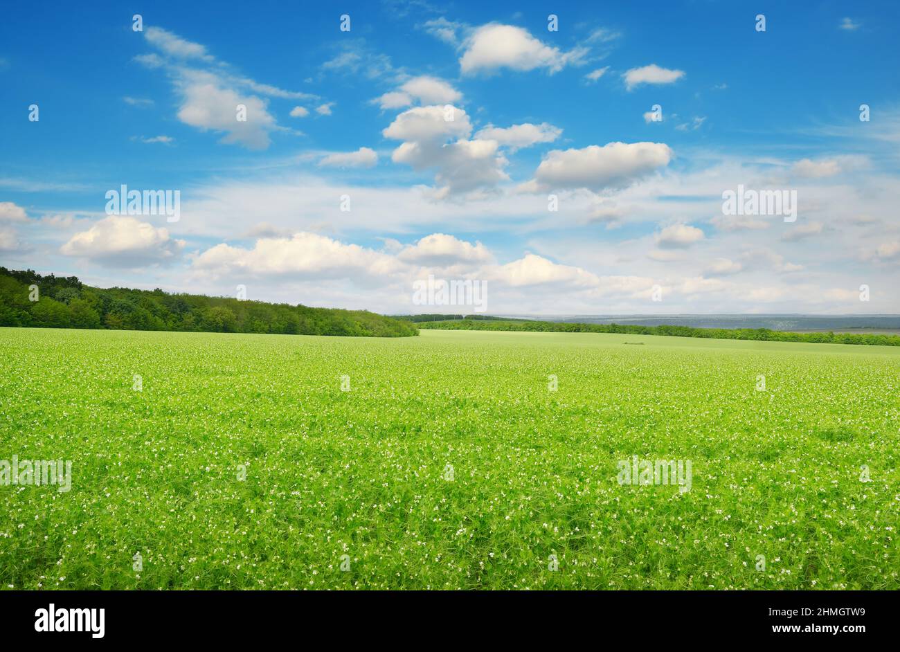 Rectangular landscape with green pea field and blue sky. Stock Photo