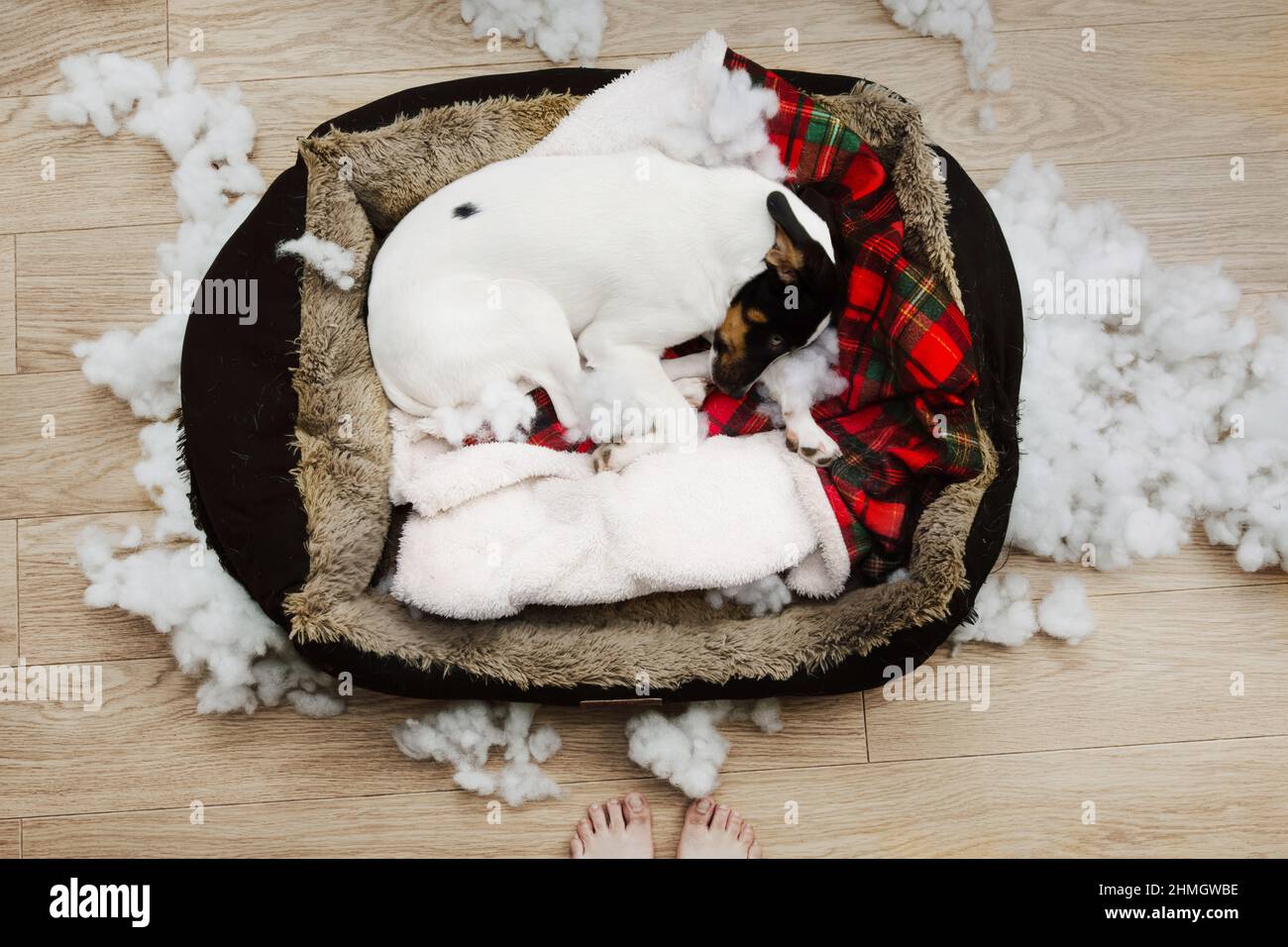 Tired puppy after destroy its bed. Mischief and educaction concept