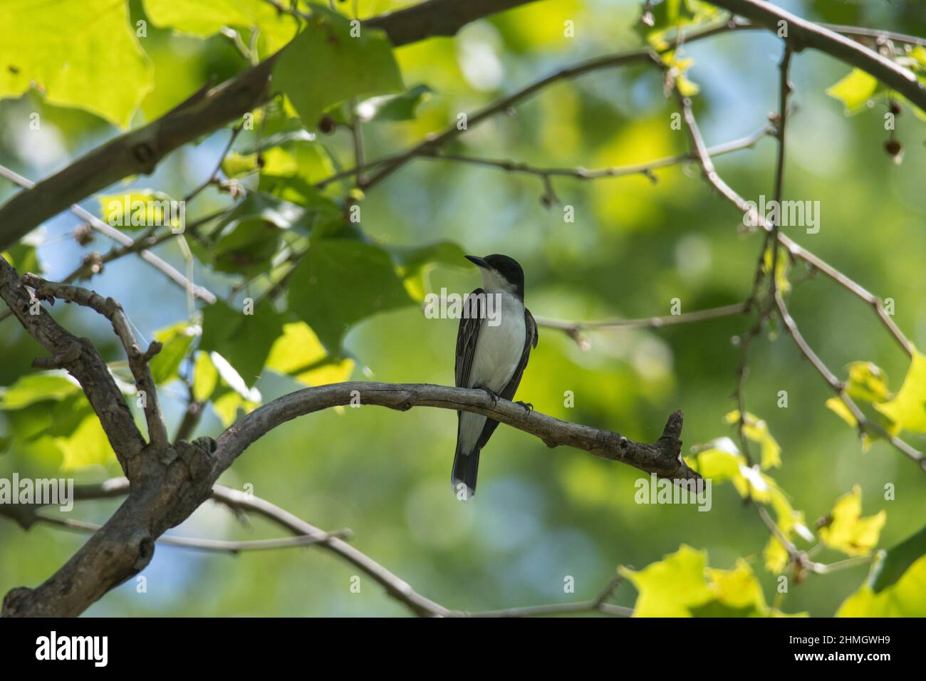 Eastern Kingbird perched on a branch among green leaves Stock Photo