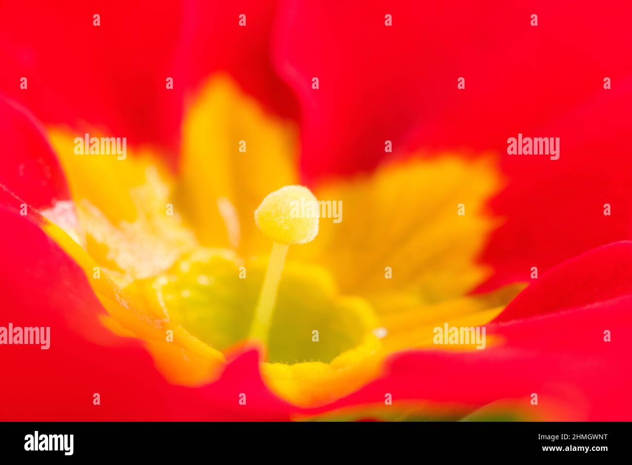 A close-up of a colourful cultivar primrose (Primula vulgaris) flower. Stock Photo