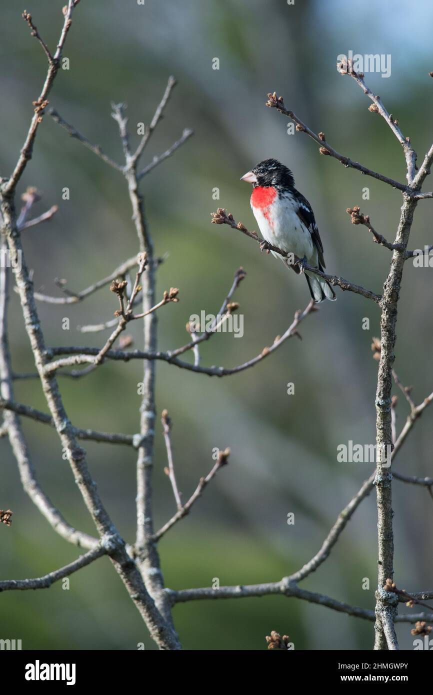 Rose-Breasted Grosbeak perched among tree branches Stock Photo