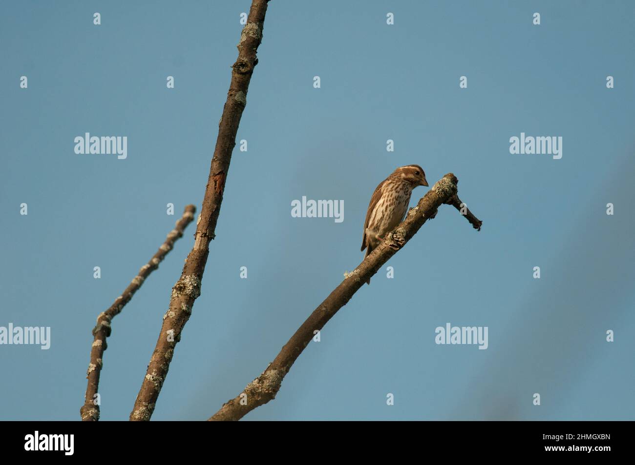 Purple Finch looking to the side perched on a branch Stock Photo
