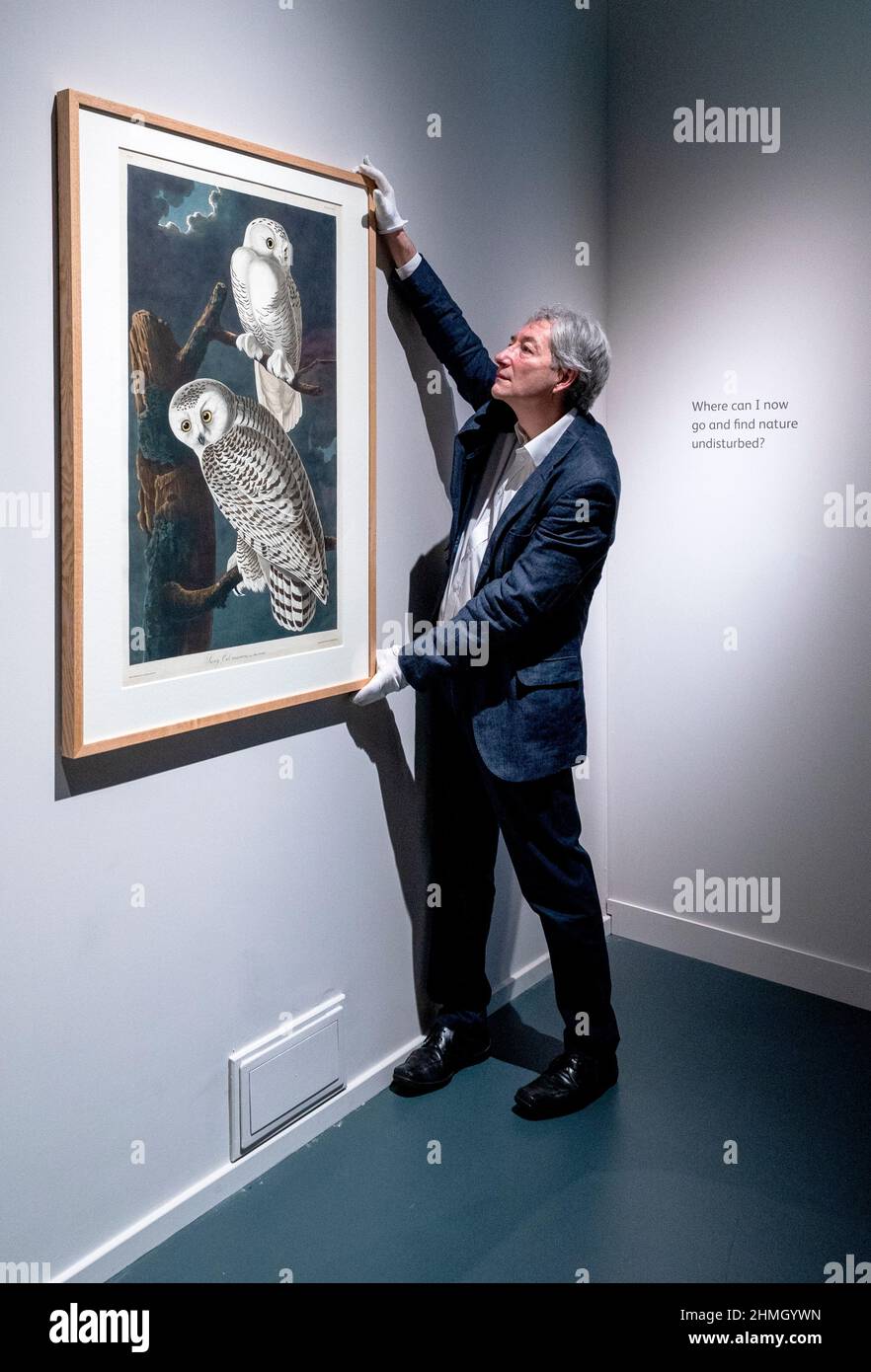 Exhibitions Curator Mark Glancy inspects a Plate 121 that features a Snowy Owl study during the press view for Audubon's Birds of America exhibition at the National Museum Of Scotland, Edinburgh, which will showcase 46 unbound prints from National Museums Scotland's collection, most of which have never been on display before, as well as a rare bound volume of the book, on loan from the Mitchell Library. Birds of America by John James Audubon was published as a series between 1827 and 1838. Picture date: Thursday February 10, 2022. Stock Photo
