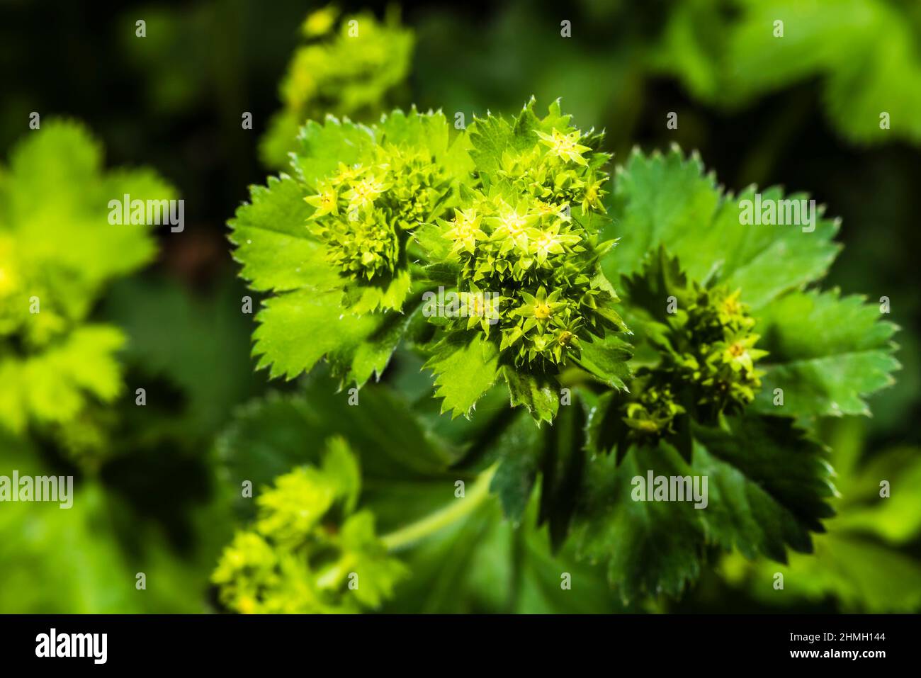 Close-up of an Alchemilla mollis green flower head in a north London spring garden, London, UK Stock Photo