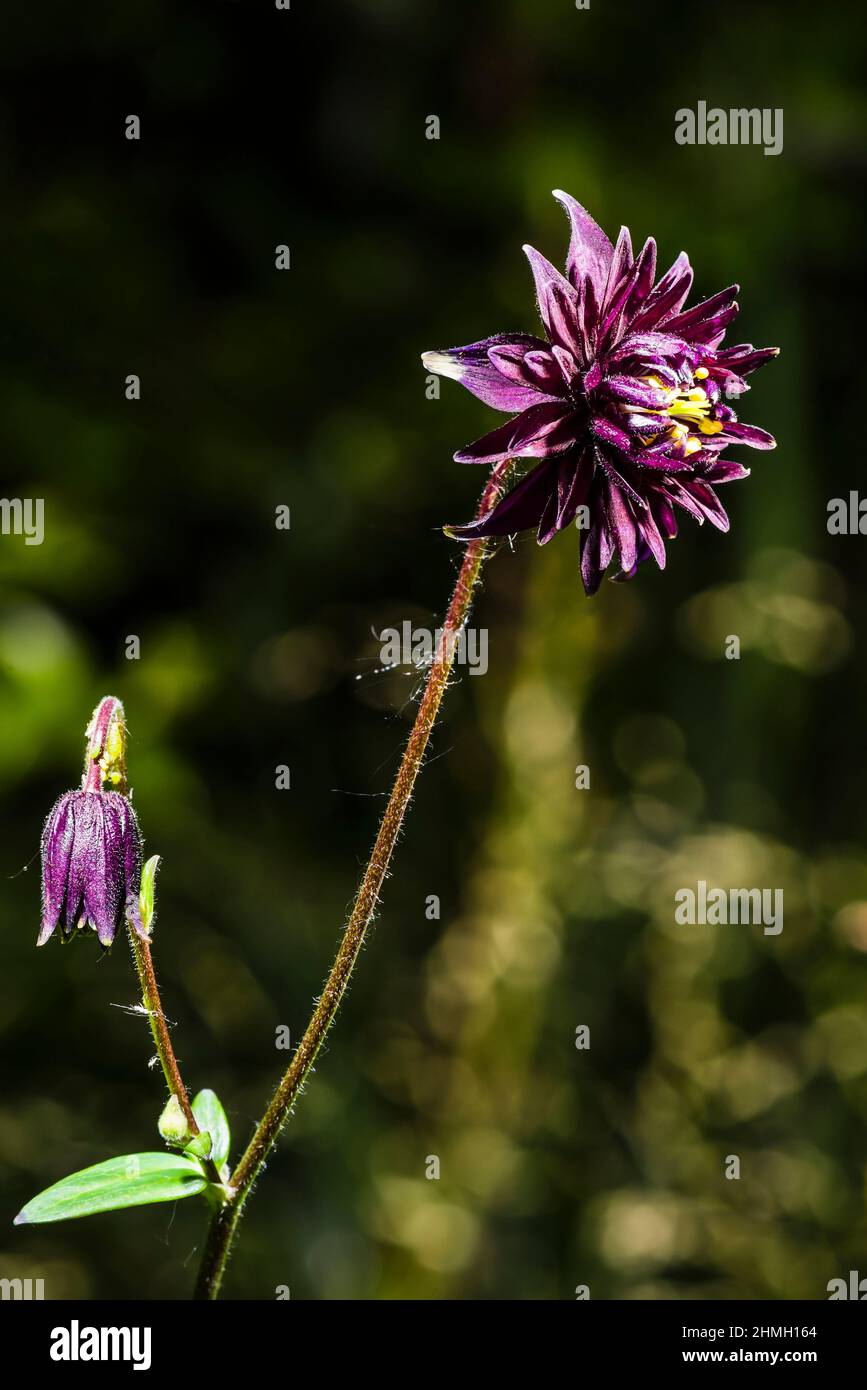 Close-up of an Aquilegia vulgaris purple flower head in a north London spring garden, London, UK Stock Photo