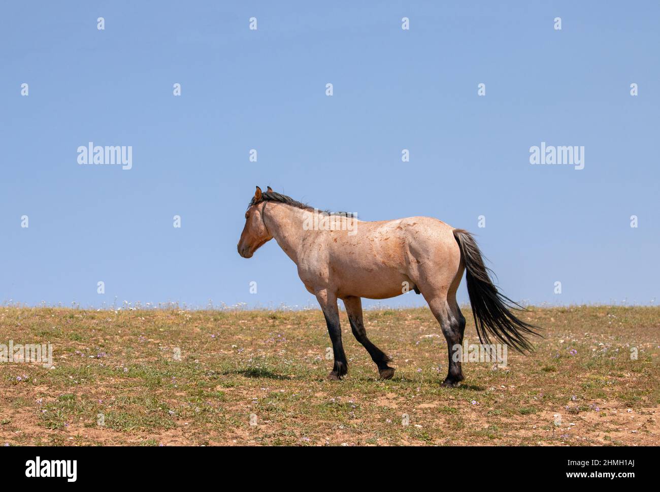 Rust colored Red Roan Wild Horse Mustang Stallion on Sykes Ridge in the Pryor Mountains Wild Horse Range on the border of Wyoming in the United States Stock Photo